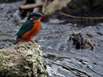Eisvogel/Pixelio_Peashooter