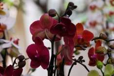 Orchideenpark_Luttelgeest/Pixelio_kunstart.net