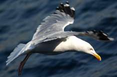 Moewe im Flug uebers Meer_pixelio_Sokaeiko