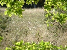 Wiese Kiefern Eiche