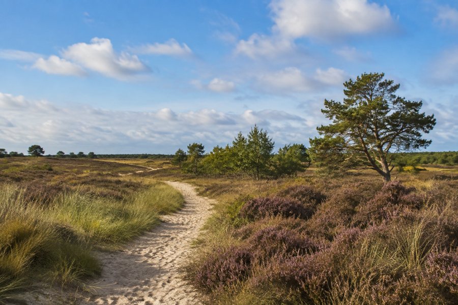 Heide- und Dünenlandschaft