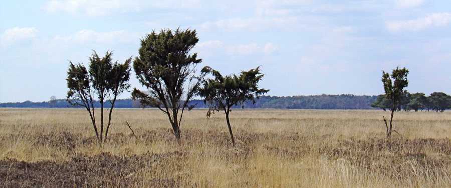 Dwingelderveld – Dwingeloosche Heide