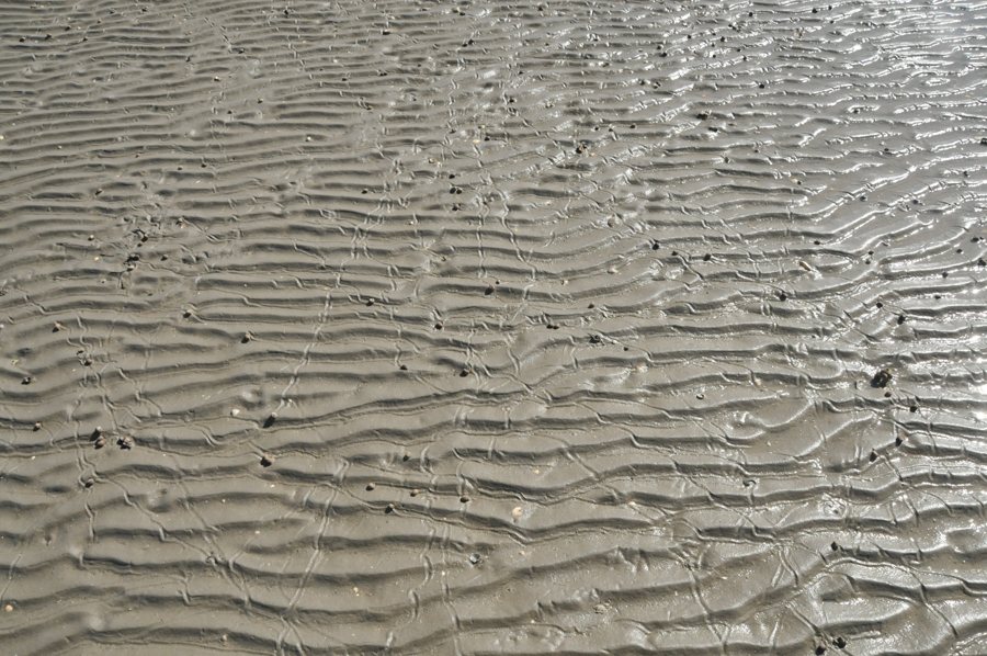 Watt bei De Cocksdorp auf Texel
