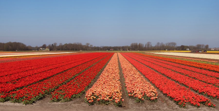 Tulpenfeld bei der Zwartelaan in Lisse