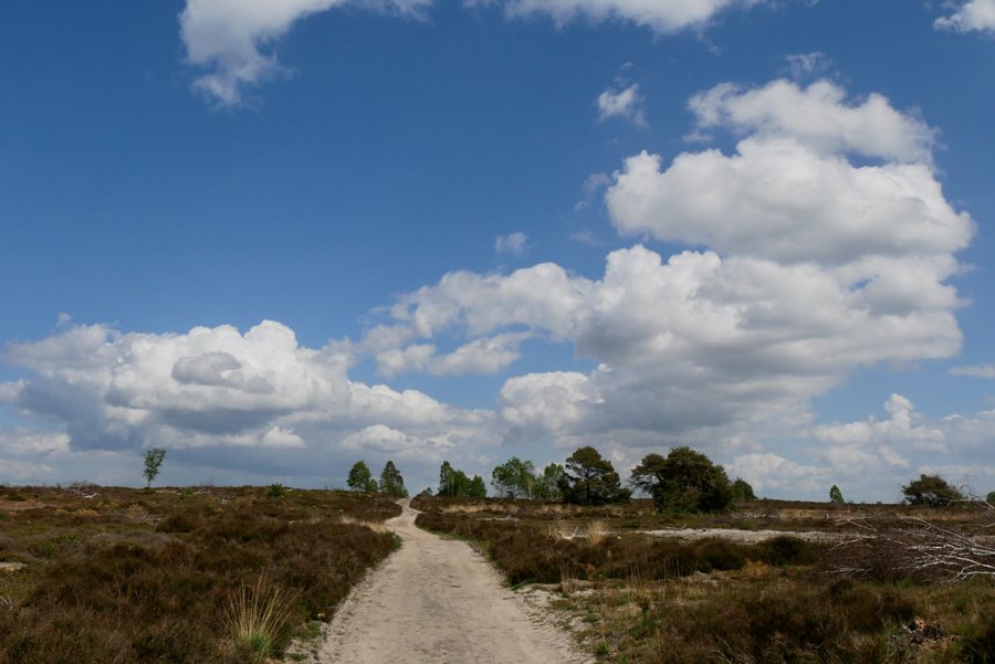 Heidelandschaft am Holterberg im Sallandse Heuvelrug