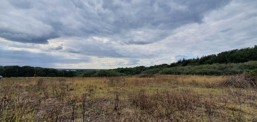 Heidelandschaft der Mookerheide bei Mook mit weitem Blick über die bewaldete Umgebung