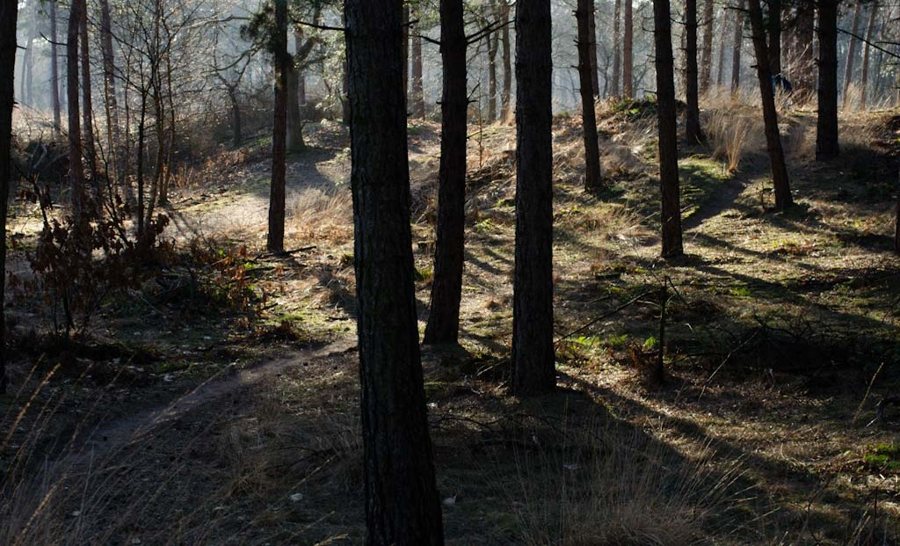Unbefestigter Mountainbikepfad durch den Wald im Zandbos bei Deurne.