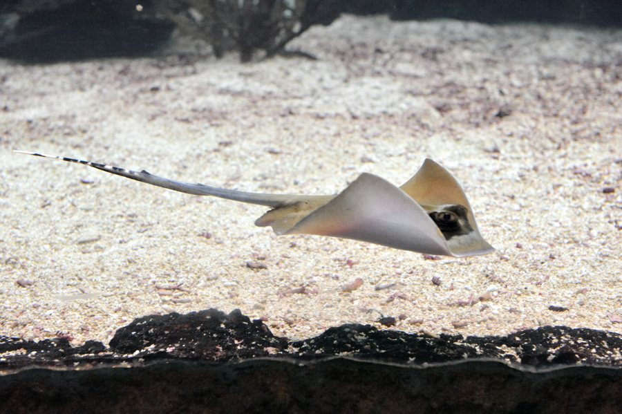 Adlerrochen in Burgers’ Zoo