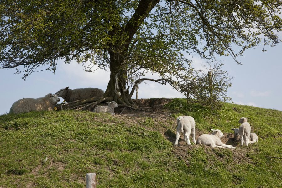 Schafe auf dem grasbewachsenen Wall von Fort Ronduit bei Naarden.