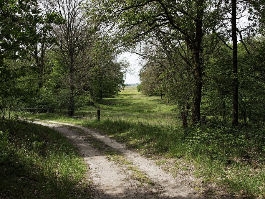 Waldweg im Vechtdal bei Ommen