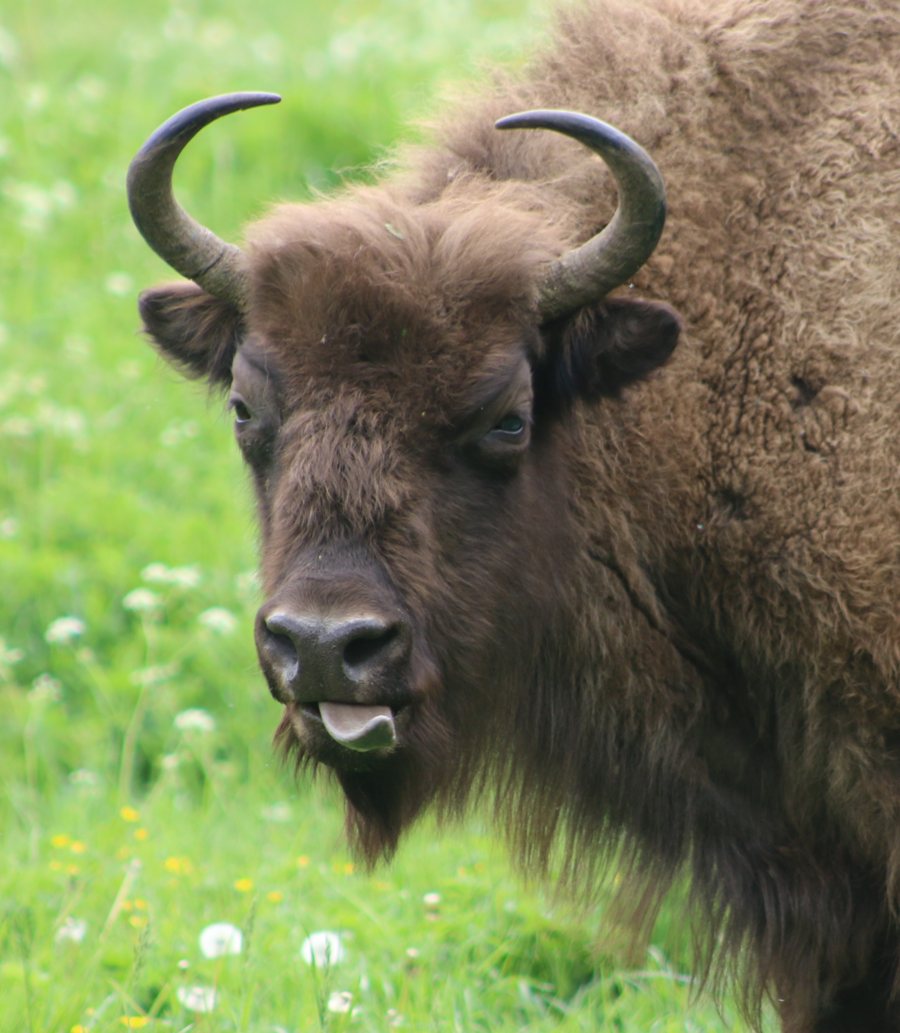 Wisent im Naturpark Lelystad