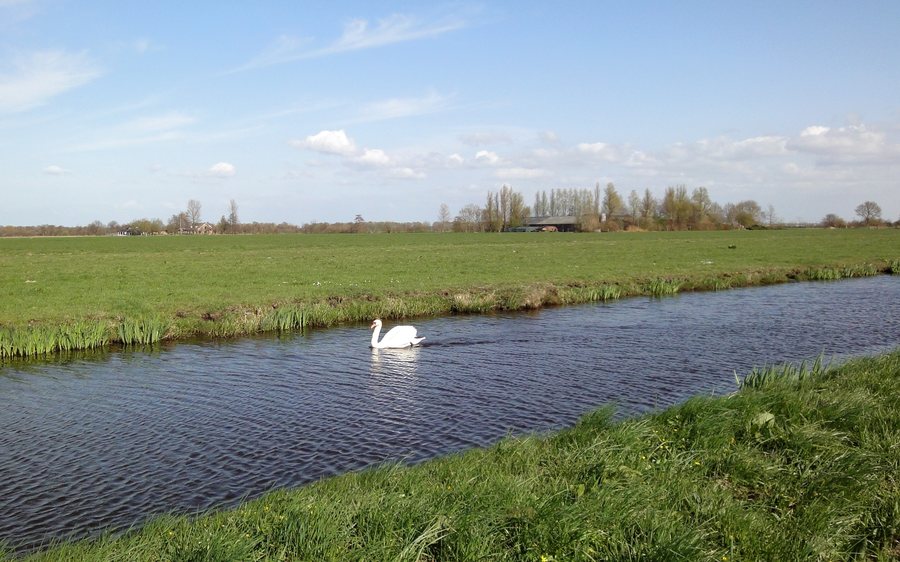 File:Swan in Polder Canal and Weide in De Ronde Venen 2010.jpg