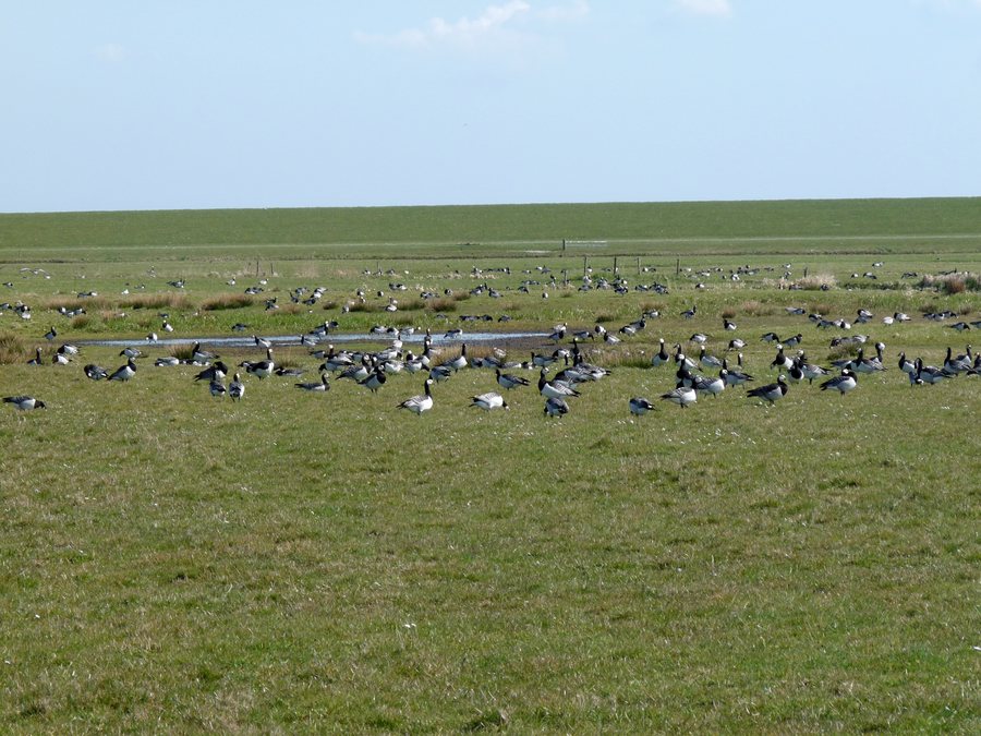 File:Grazende ganzen in de polders van Terschelling 1.jpg