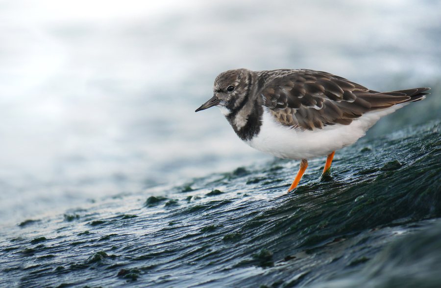 File:Ruddy turnstone (Arenaria interpres), Nieuwvliet-Bad, The Netherlands (22064845614).jpg