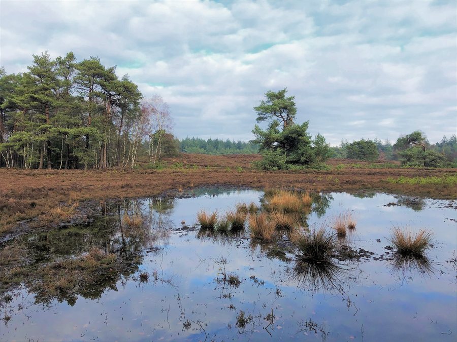 File:Netherlands, Veluwe (1), Epe, de Hooge Heide.jpg