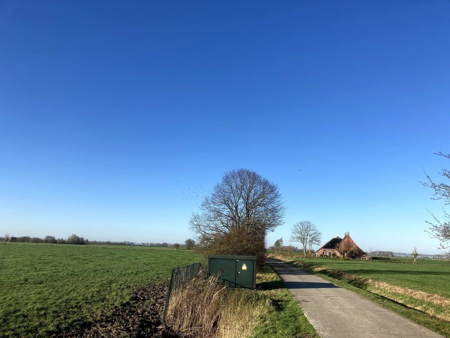File:8124.KoningsLaagte.Goudplevier.Vangen.Wierum.Adorp.WilsterFlappen.jpg