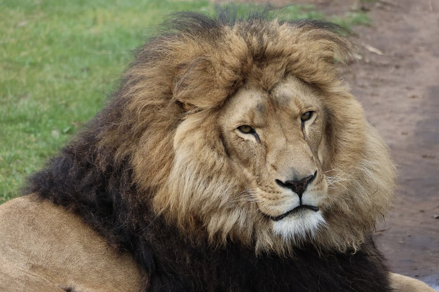 File:Nijeberkoop The Netherlands Lion Diego at FELIDA Big Cat Sanctuary 1.jpg