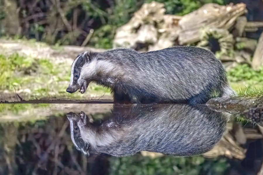 File:European badger (Meles meles taxus) Drenthe 2.jpg