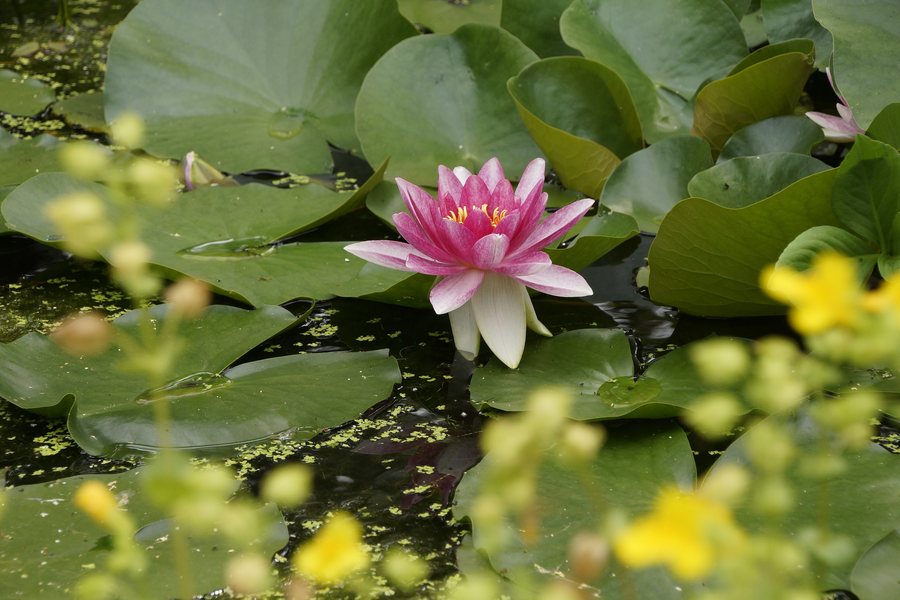 File:Nymphaea marliacea - Loenen, Apeldoorn, Gelderland, Netherlands (35260955802).jpg
