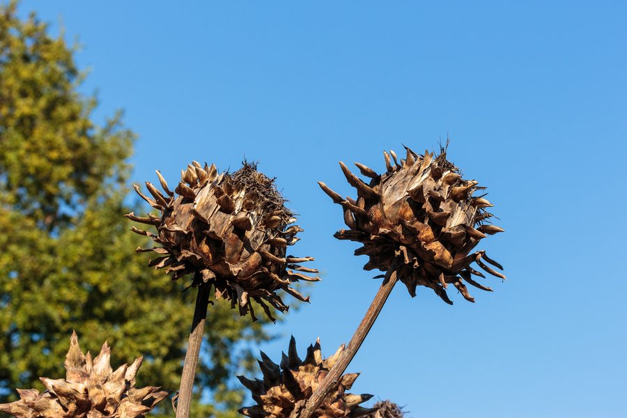 File:Artisjok Cynara scolymus. Locatie, De Kruidhof Buitenpost 02.jpg