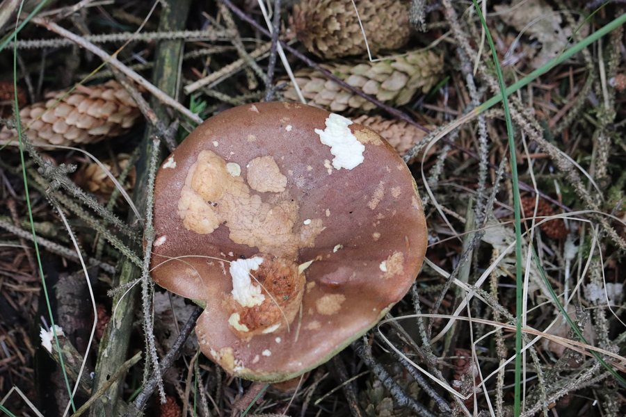File:Imleria badia - Schiermonnikoog, NL.jpg