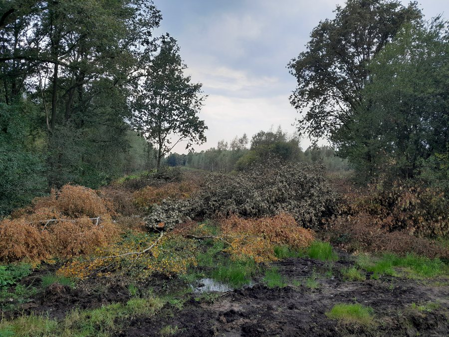 File:Wittenweg De Witten Dalerpeel Natuurherstel 2.jpg