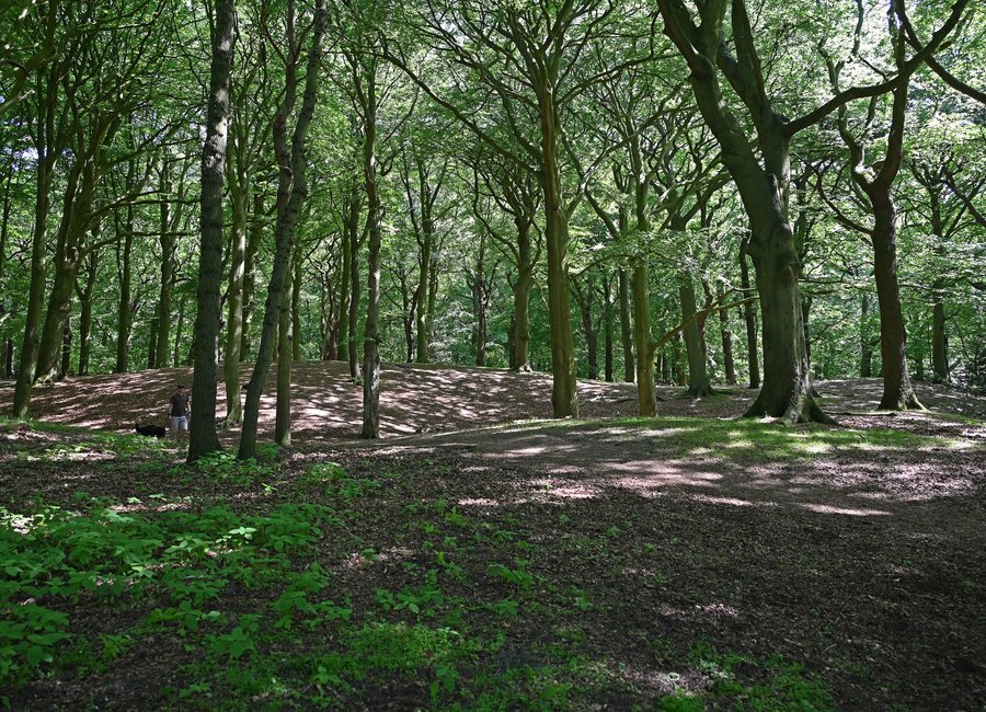 File:Wassenaar Duinbos seen from the northwest.jpg