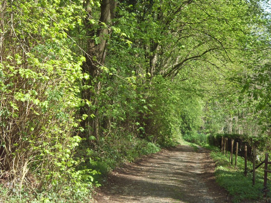 Schattiger Waldweg mit dichtem Grün und einem unbefestigten Pfad