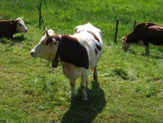 Kühe auf dem Bauernhof