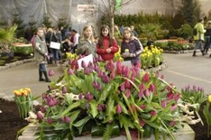 Holland Flower Festival mit Kindern