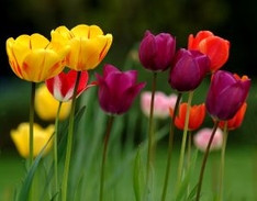 Der Keukenhof 2010