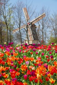 Mühle im Keukenhof